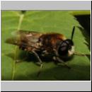 Stratiomys longicornis - Waffenfliege m04.jpg